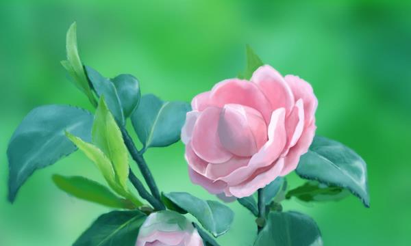 山茶花什么时候开花(花期是几月) 种植山茶花的禁忌