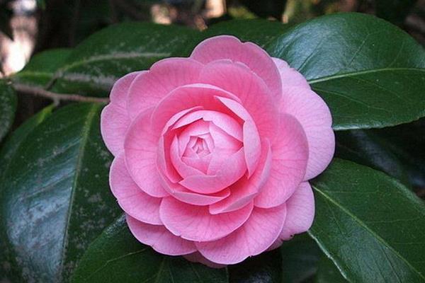 山茶花什么时候开花(花期是几月) 种植山茶花的禁忌