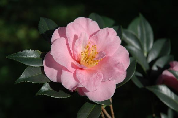 山茶花什么时候开花(花期是几月) 种植山茶花的禁忌