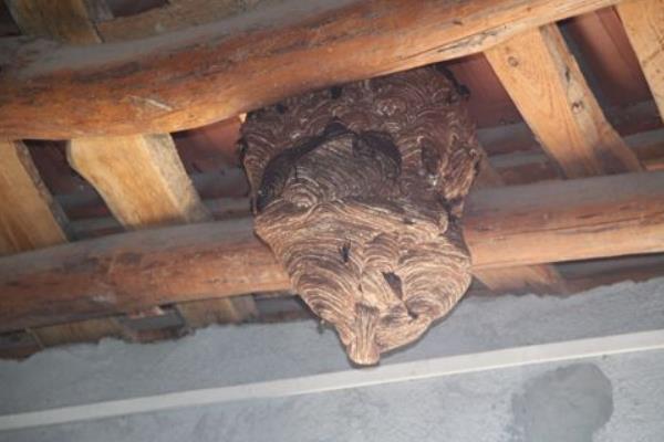 马蜂在家做窝代表什么 家里有马蜂窝的预兆