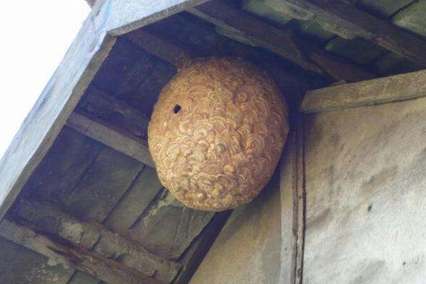 马蜂在家做窝代表什么 家里有马蜂窝的预兆