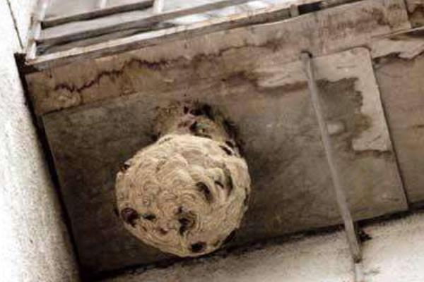 马蜂在家做窝代表什么 家里有马蜂窝的预兆