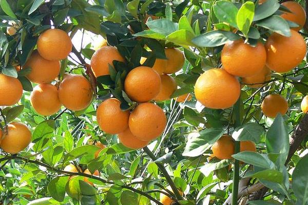 贡柑功效与作用 贡柑的营养价值