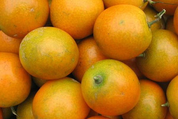 皇帝柑功效与作用及禁忌(上火吗) 皇帝柑营养价值