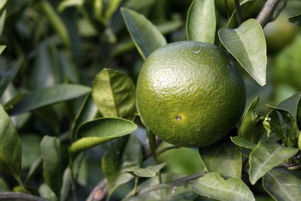 青橘什么时候成熟(几月上市) 青橘什么时候吃(最晚几月还有)