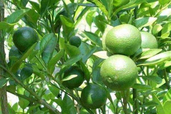 青金桔什么时候成熟(几月上市) 青金桔为什么容易坏