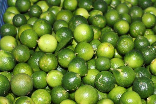 青金桔和金桔的区别是什么 青金桔和黄金桔一样吗