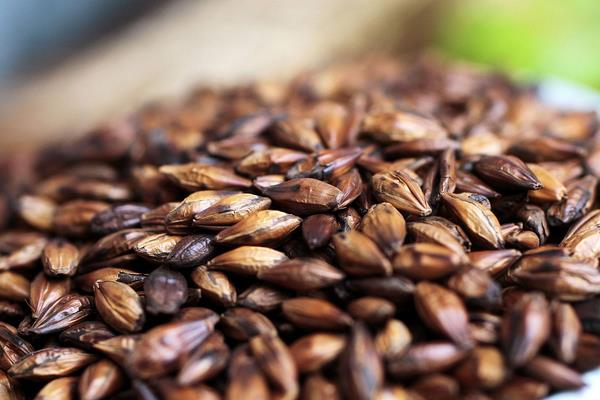 什么人不能喝大麦茶 长期喝大麦茶副作用