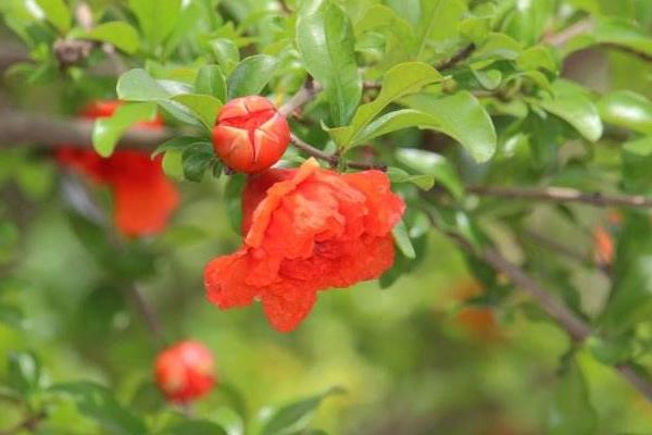 重瓣石榴怎么种 重瓣石榴种植技术与注意事项