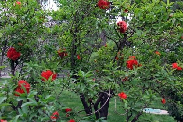 重瓣石榴怎么种 重瓣石榴种植技术与注意事项