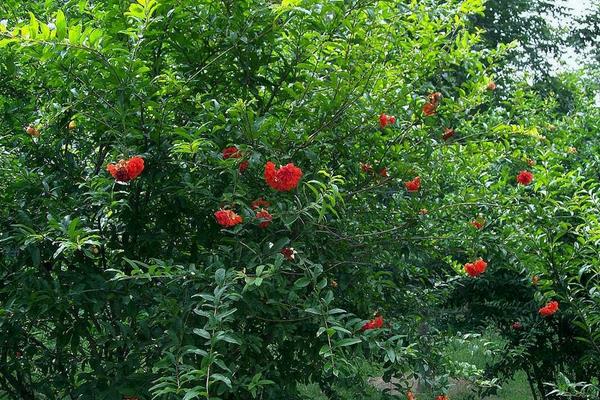 重瓣石榴怎么种 重瓣石榴种植技术与注意事项