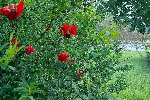 重瓣石榴怎么种 重瓣石榴种植技术与注意事项