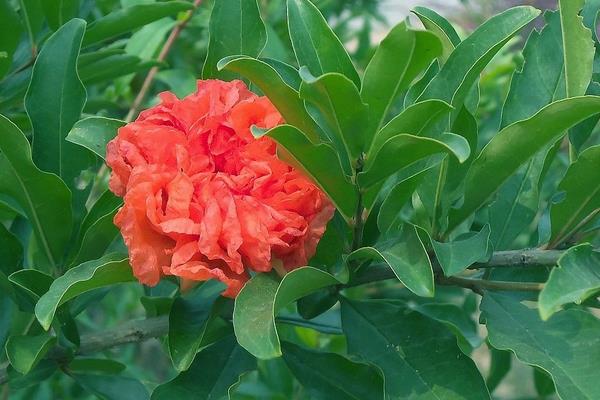 重瓣石榴怎么种 重瓣石榴种植技术与注意事项