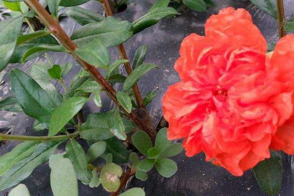 重瓣石榴怎么种 重瓣石榴种植技术与注意事项