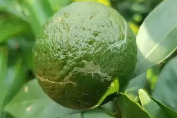 酸柑是什么 酸柑怎么吃(孕妇可以吃吗)