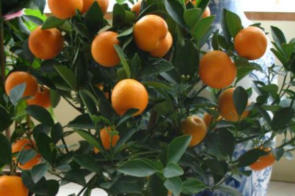 盆栽四季桔怎么养 四季桔怎么浇水（多久浇一次）