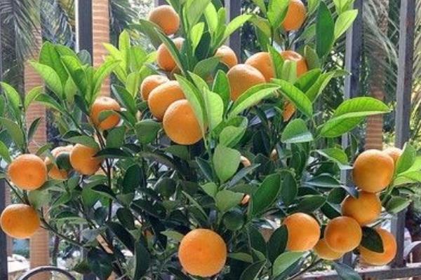 盆栽四季桔怎么养 四季桔怎么浇水（多久浇一次）