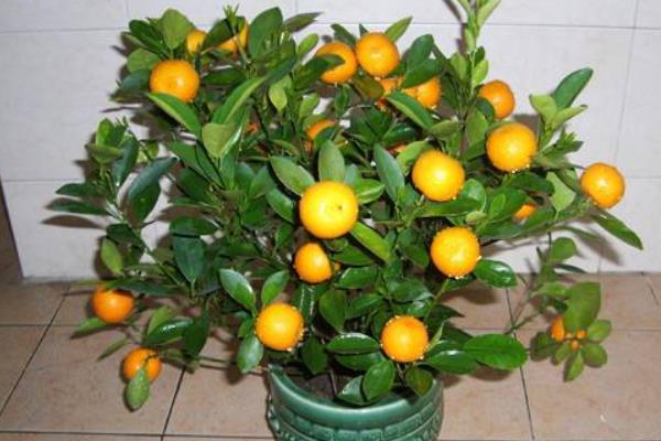 盆栽四季桔怎么养 四季桔怎么浇水（多久浇一次）