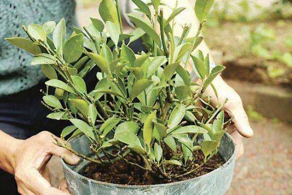 盆栽四季桔怎么养 四季桔怎么浇水（多久浇一次）