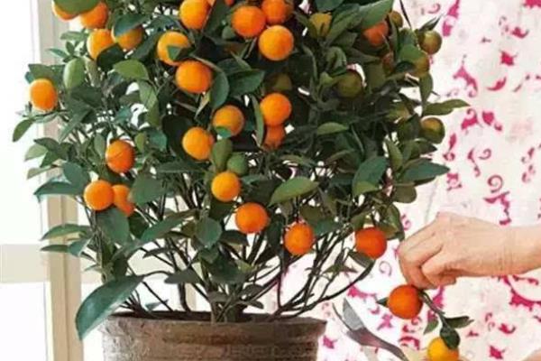 盆栽四季桔怎么养 四季桔怎么浇水（多久浇一次）