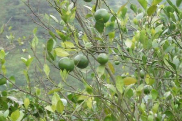 皇帝柑苗市场价格多少钱一棵 皇帝柑种植条件