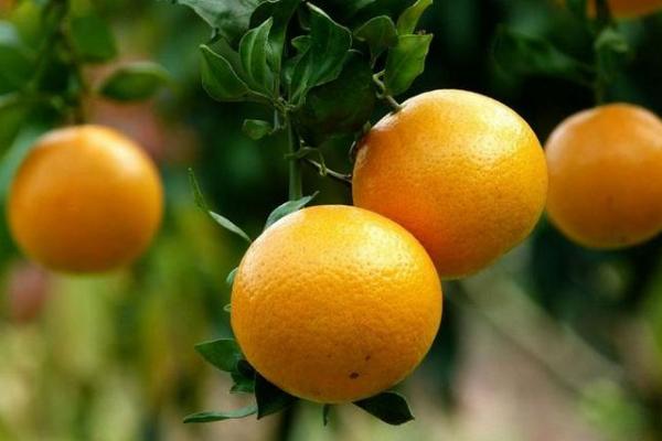 贡柑市场价格多少一斤 贡柑几月成熟(什么时候上市)