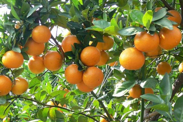 贡柑市场价格多少一斤 贡柑几月成熟(什么时候上市)