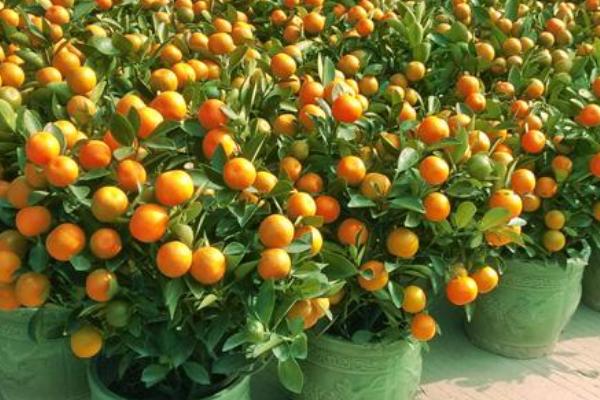 四季桔什么时候开花(花期是几月)