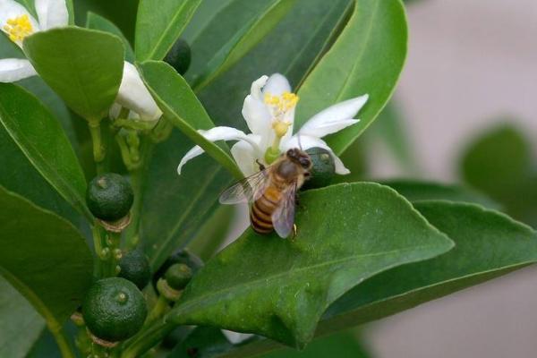 四季桔什么时候开花(花期是几月)
