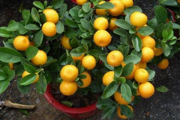 四季桔什么时候开花(花期是几月)