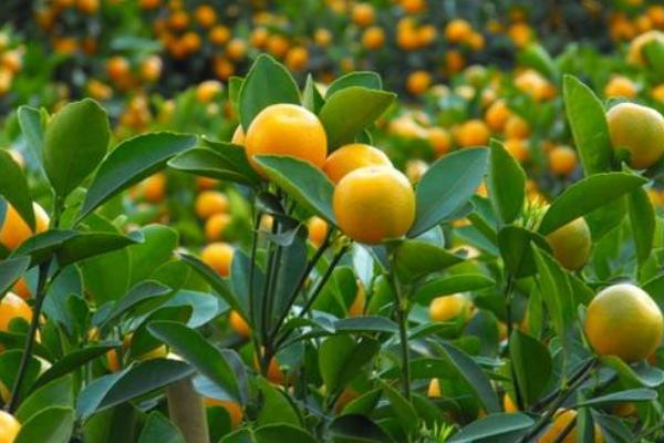 四季桔什么时候开花(花期是几月)