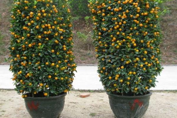 四季桔什么时候开花(花期是几月)