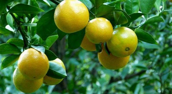 贡柑怎么种 贡柑种植技术与管理方法