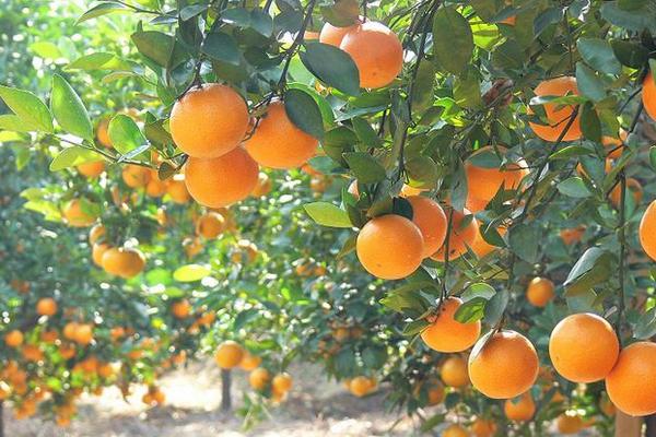 贡柑怎么种 贡柑种植技术与管理方法