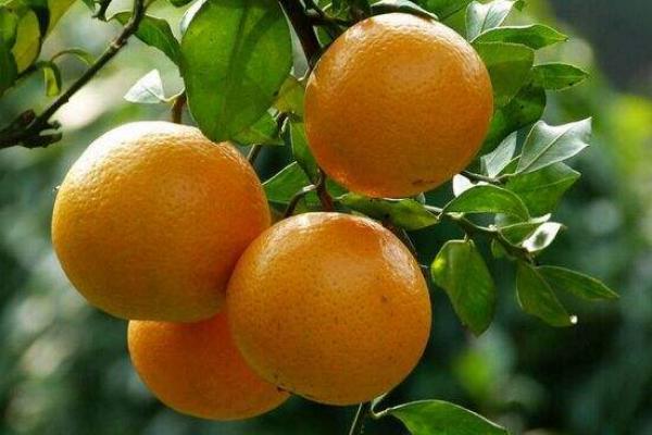 贡柑怎么种 贡柑种植技术与管理方法