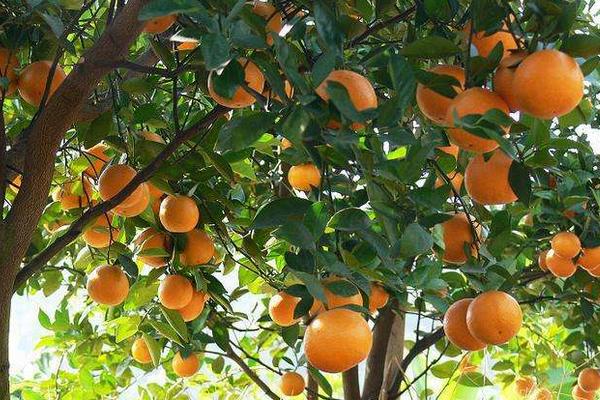 贡柑怎么种 贡柑种植技术与管理方法