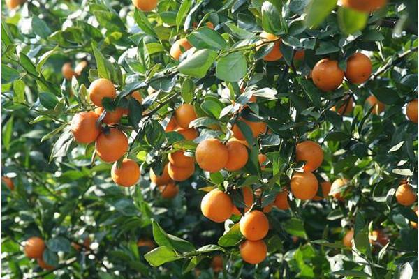 贡柑怎么种 贡柑种植技术与管理方法