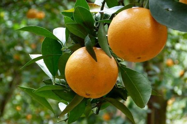 贡柑怎么种 贡柑种植技术与管理方法