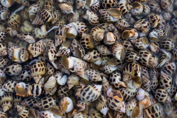 方斑东风螺怎么洗干净 方斑东风螺是贝类吗