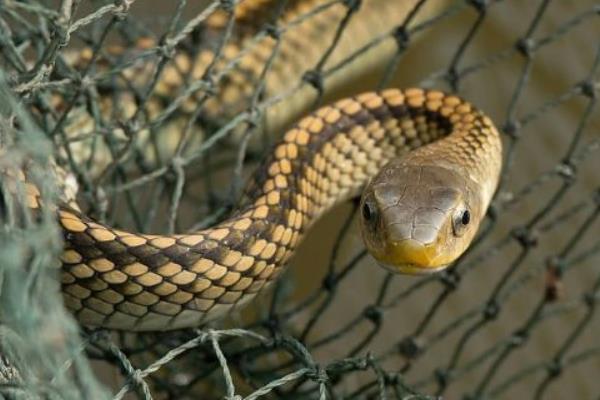 红点锦蛇有毒吗 红点锦蛇怎么养