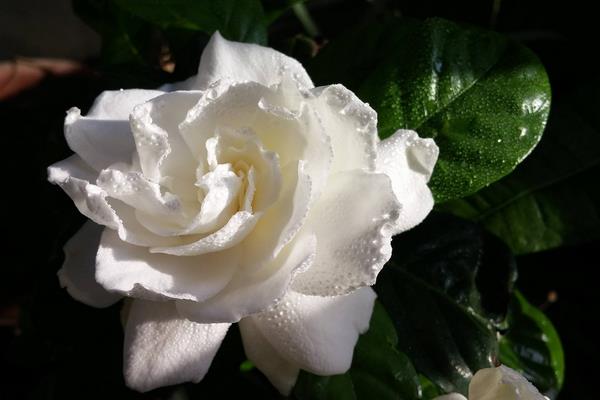 栀子花怎么修剪 栀子花怎么繁殖(扦插方法)