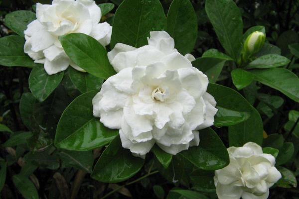 栀子花怎么修剪 栀子花怎么繁殖(扦插方法)