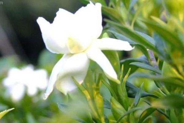 栀子花怎么修剪 栀子花怎么繁殖(扦插方法)