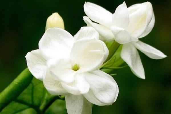 栀子花怎么修剪 栀子花怎么繁殖(扦插方法)