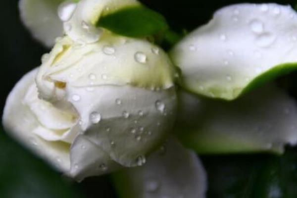 栀子花怎么修剪 栀子花怎么繁殖(扦插方法)