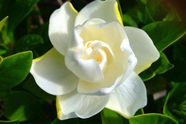 栀子花怎么修剪 栀子花怎么繁殖(扦插方法)