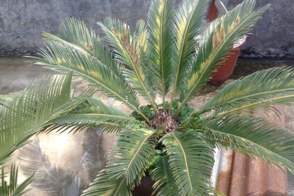 铁树不长新叶怎么办 铁树生虫怎么办