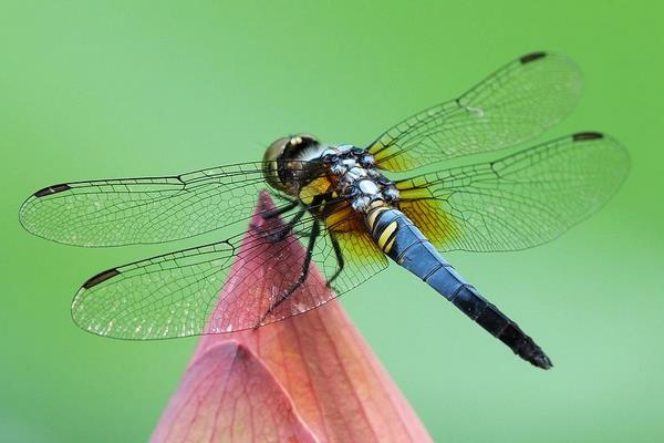 蜻蜓冬天到哪里去了 蜻蜓能活多久