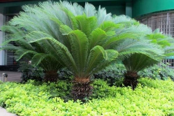 铁树怎么养 铁树一年发几次新叶