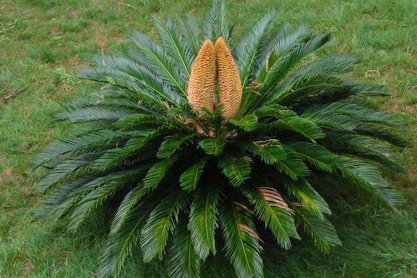 铁树叶子发黄是怎么回事 铁树叶子黄了能变绿吗